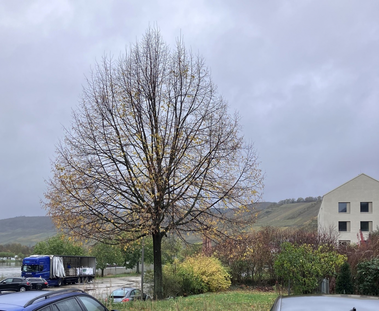 Lindenbaum am Zeller Moselvorgelände.