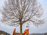 Umpflanzung der Linde an der Verbandsgemeinde