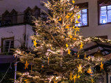 Baum Nr. 22 - Haus Till E.