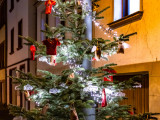 Baum Nr. 26 - Firma Plottixx