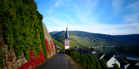 In den Weinbergen von Merl mit Efeu-Mauer und Blick auf den Glockenturm