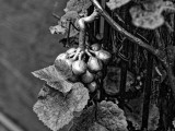 Foto von Wolfgang Laux