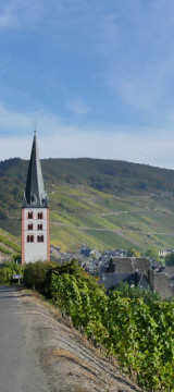 Zell Mosel - in den Weinbergen in Merl