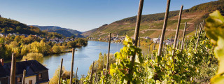 Urlaub in Zell - Blick aus den Weinbergen auf die Mosel