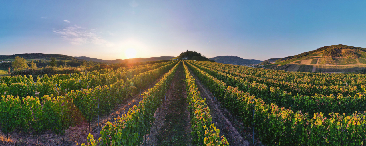 Blick auf die Weinberge rund um die Marienburg in Zell Mosel.