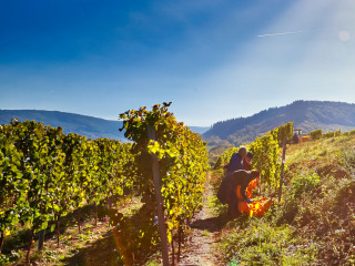 Weinlese bei Sonnenschein in Zell Mosel