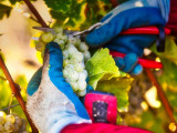 Abschneiden von Trauben während der Weinlese in Zell Mosel