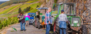 Eine Gruppe von Erntehelfern während der Weinlese in Zell Mosel