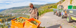 Leseystem während der Weinlese in Zell an der Mosel