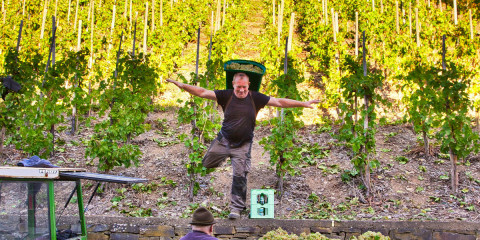 Während der Weinlese in den Weinbergen von Zell an der Mosel