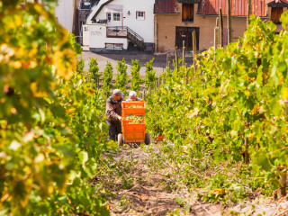 Die Weinlese in Zell an der Mosel